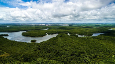 دراسة تشير إلى احتمال اختفاء الأمازون في غضون 50 عاماً