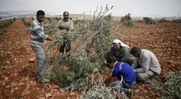 مستوطنون يحطمون 50 شجرة زيتون وكرمة في بلدة الخضر