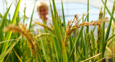 لأول مرة منذ الحقبة السوفيتية.. قطاع الزراعة الروسي يسجل رقمًا قياسيًا