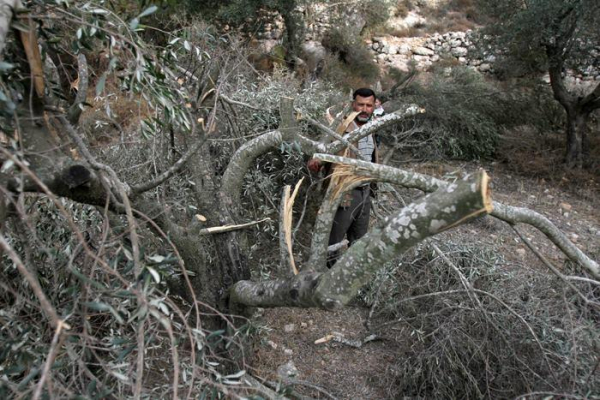 مستوطنون يحرقون أراضي زراعية ويغلقون طريق (نابلس-جنين)