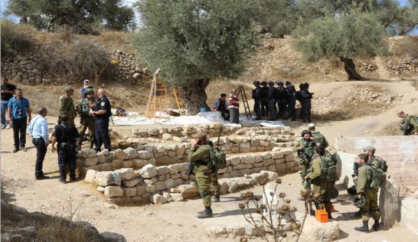 المستوطنون يقطعون 30 شجرة زيتون غرب سلفيت