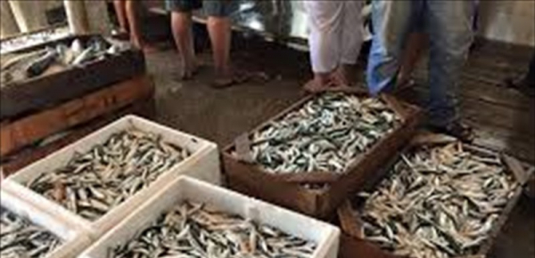 حركة خجولة في ميرة صيدا والنقيب طالب بمساعدة الصيادين