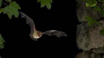 لأول مرة خارج الصين.. العثور على نسختين من فيروس كورونا تشبهان المتسببة بالوباء