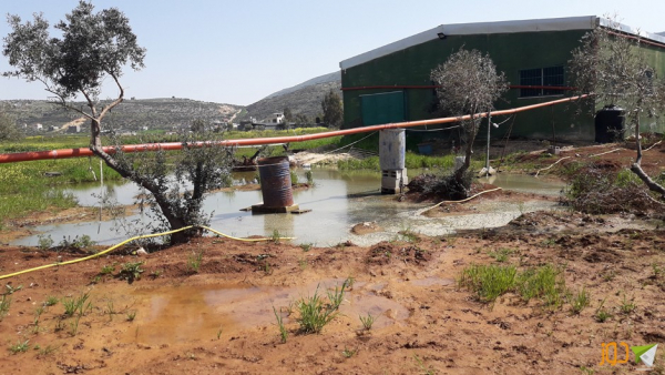 مستوطنون يدمرون أشتال زيتون وشبكات مياه في نابلس