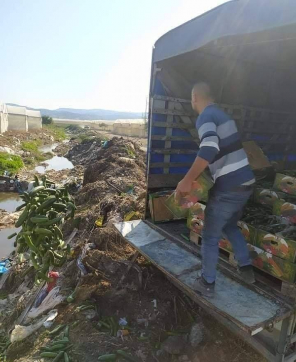 طولكرم.. مزارعون يلقون محاصيلهم على الأرض بحجّة رفض تدني الأسعار