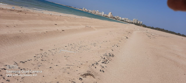 نقابة الغواصين ناشدت المعنيين وضع خطة انقاذ سريعة للتقليل من اثار التسرب النفطي