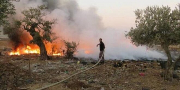 جنين: إحتراق 50 شجرة زيتون جنوب جنين