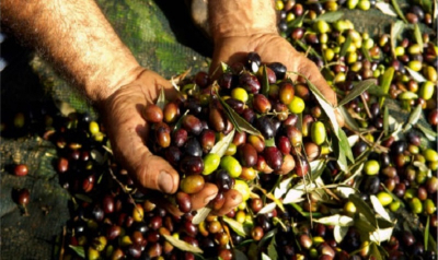 تجمع هيئات قطاع الزيتون: لحماية زيت الزيتون عبر استثنائه من اتفاقية التيسير العربية