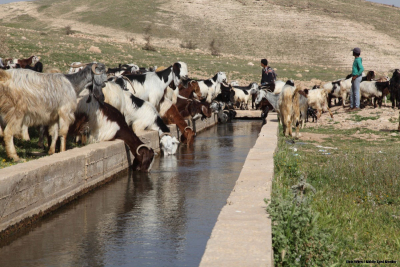 عصابات المستوطنين تقتل العشرات من رؤوس الماشية في الأغوار