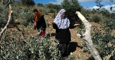سلفيت: مستوطنون يقتلعون أشجار زيتون في خلة حسان