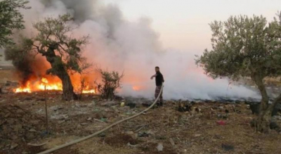 مستوطنون يحرقون 50 شجرة زيتون غرب سلفيت